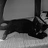 black_cat, cat, indoor, cushion, striped_cushion, furniture, pet, animal, relaxing, resting, portrait, monochrome, black_and_white, eyes, fur, domestic_cat, home, quiet, still_life, close_up