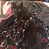 black_cat, kitten, animal, pet, feline, cute, lying_down, sitting, alert, indoor, fabric, floral_pattern, bed, cozy, eyes, whiskers, fur, domestic_animal, young_animal, curious