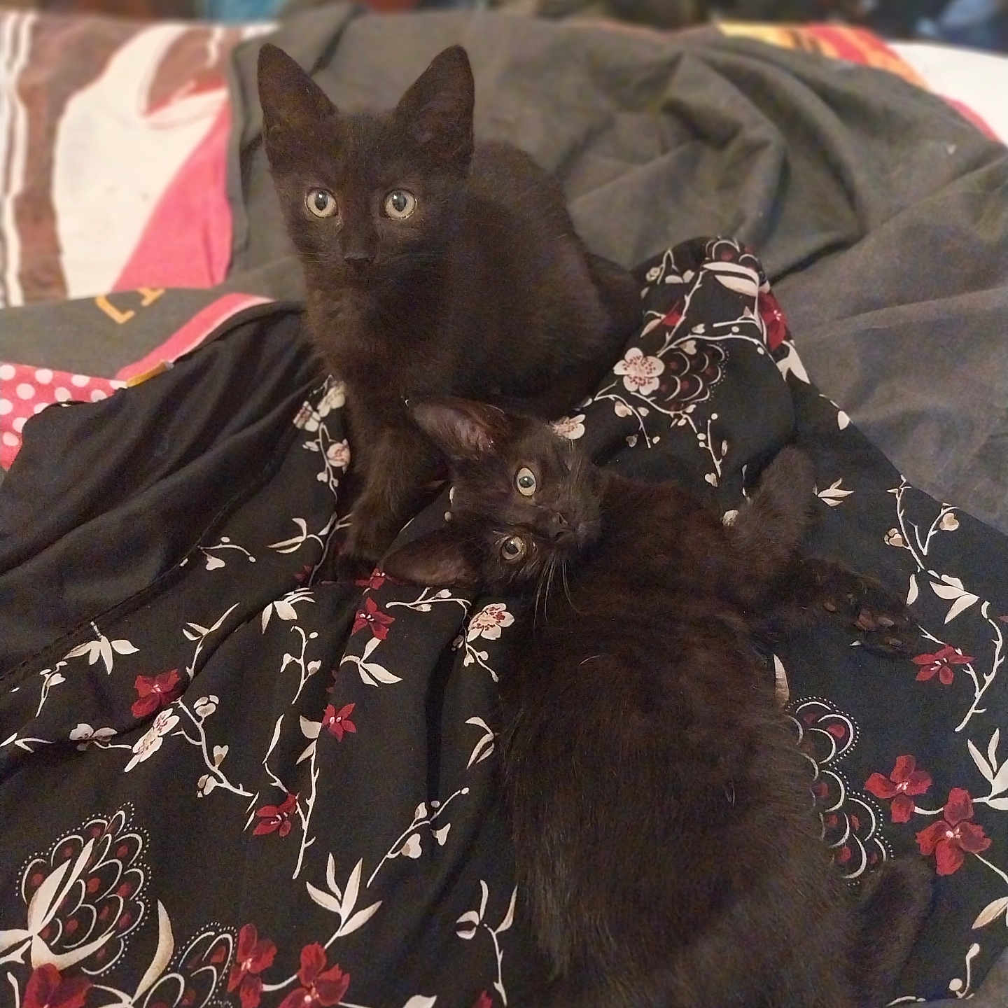 Sirius