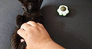 Sirius a rejoint le concours — aidez-le/la à gagner de superbes lots ! black_kitten, cat, kitten, hand, couch, toy, indoor, pet, animal, fur, paw, curious, small, resting, cozy, domestic, feline, playful, human_hand, companionship