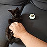 black_kitten, cat, kitten, hand, couch, toy, indoor, pet, animal, fur, paw, curious, small, resting, cozy, domestic, feline, playful, human_hand, companionship