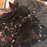 black_kittens, cat, pets, animal, floral_pattern, fabric, blanket, fur, cute, indoor, cozy, relaxed, lying_down, eyes, ears, whiskers, soft_texture, bed, domestic_animal, two_kittens