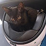 black_cat, cat, helmet, pet, animal, indoor, curious, yellow_eyes, feline, cozy, close_up, sitting, looking, domestic_cat, cute, furry, resting, soft_light, household, companion