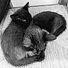animal, black_kittens, cat, companion, cozy, cushion, cute, ears, floor, fur, furniture, indoor, monochrome, pets, resting, sleeping, tail, texture, two_cats, whiskers