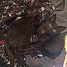 black_cat, kitten, animal, pet, feline, cute, snuggling, blanket, floral_pattern, indoor, young, two_animals, resting, domestic_cat, fur, whiskers, ears, eyes, lying_down, cozy