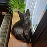 animal, black_cat, cozy, curtains, domestic, feline, greenery, home, indoor, kitten, looking_up, natural_light, pet, plant, relaxed, resting, small_cat, sunlight, window, wooden_surface