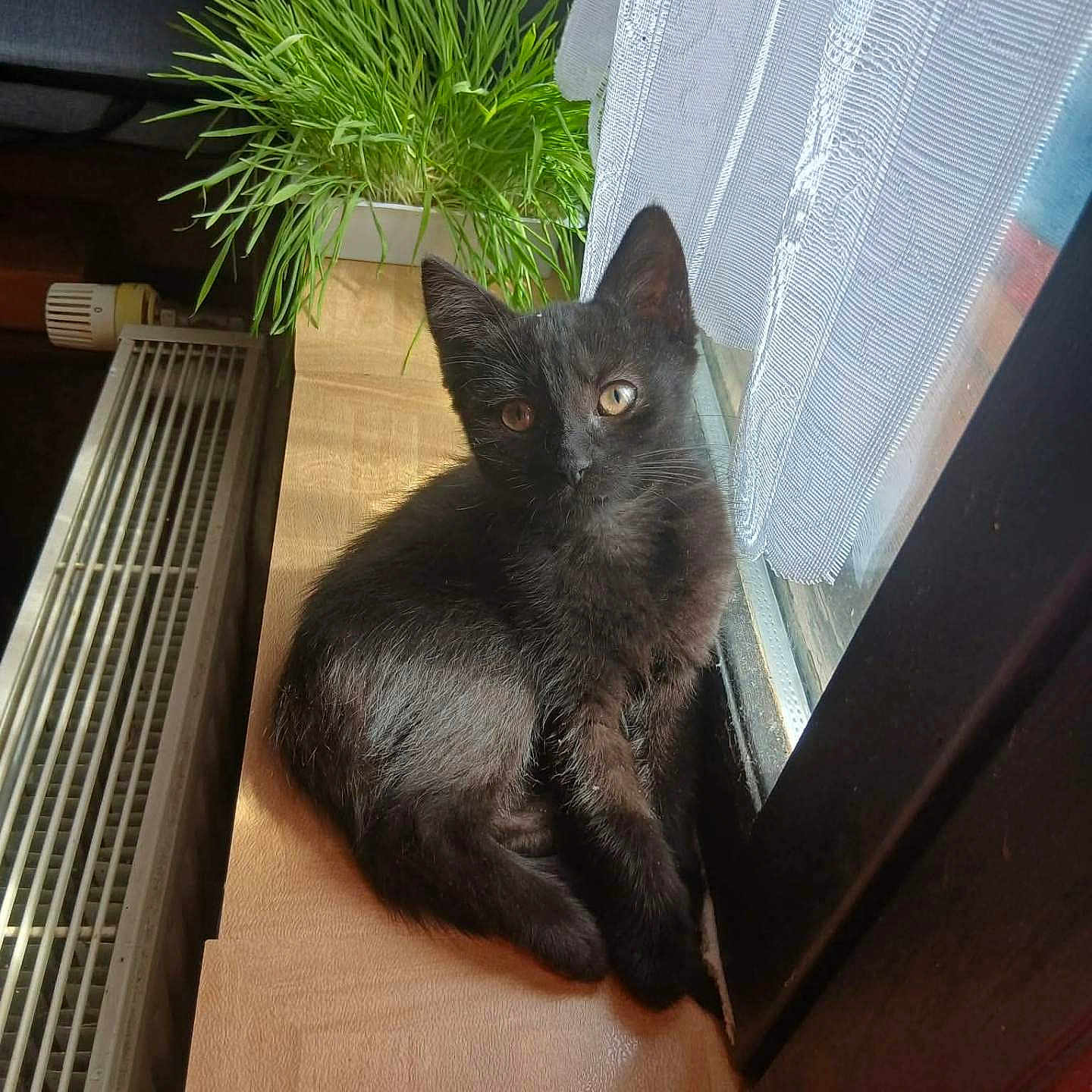 Sirius