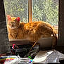 candle, cat, closed_eyes, cluttered, cords, curtains, electronics, feline, ginger_cat, indoor, office_supplies, papers, pencil, pet, plastic_wrap, pom_poms, rainbow, relaxing, sunlight, windowsill