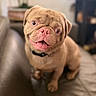 Lee Patterson is registered to the contest to win money with this photo: animal, blurred_background, closeup, collar, companion, couch, cute, dog, domestic_animal, face, fur, happy, indoor, mammal, pet, pink_nose, pug, seated, smiling, wrinkles