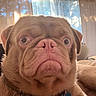 Lee Patterson joined the competition — help win amazing prizes! animal, brown_fur, close_up, collar, curtains, cute, dog, domestic_animal, expression, face, furniture, indoors, pet, pink_nose, portrait, resting, tag, wide_eyes, window_light, wrinkles