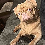 Lee Patterson is registered to the contest to win money with this photo: animal, brown, closeup, companion, couch, cute, dog, domestic, expression, face, fur, home, indoor, paw, pet, pug, relaxed, resting, small, toy_car