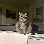 Romeo is registered to the contest to win money with this photo: animal, cat, couch, cozy, cute, domestic_cat, fluffy, fur, furniture, gray_cat, green_eyes, home, indoor, living_room, pet, portrait, relaxed, sitting, sofa, wall_art