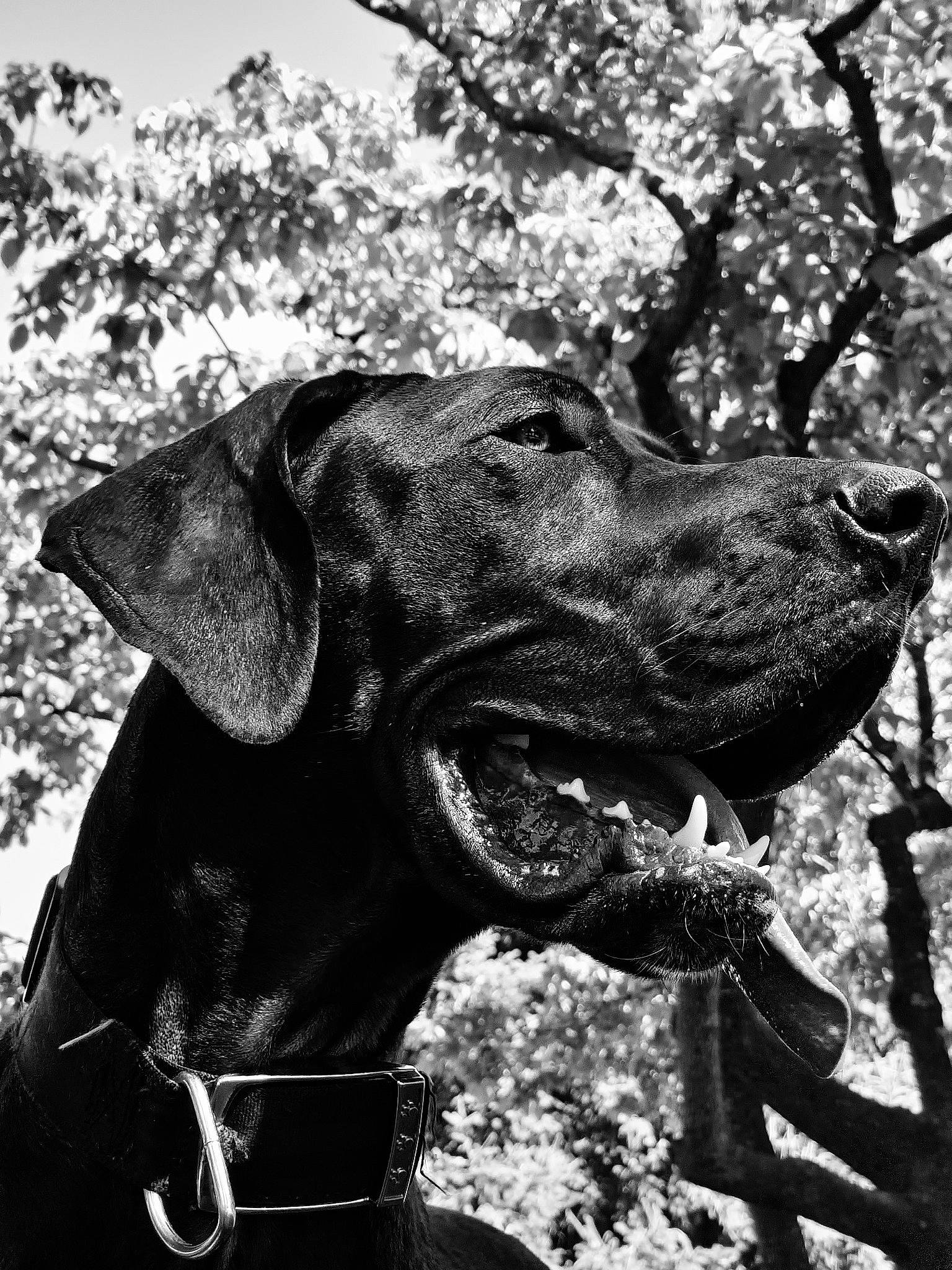 Diva is registered to the contest to win money with this photo: black, black_and_white, carnivore, collar, companion_dog, dog, dog_breed, dog_collar, fawn, gesture, gun_dog, liver, monochrome, monochrome_photography, plant, snout, sporting_group, style, tree, working_animal