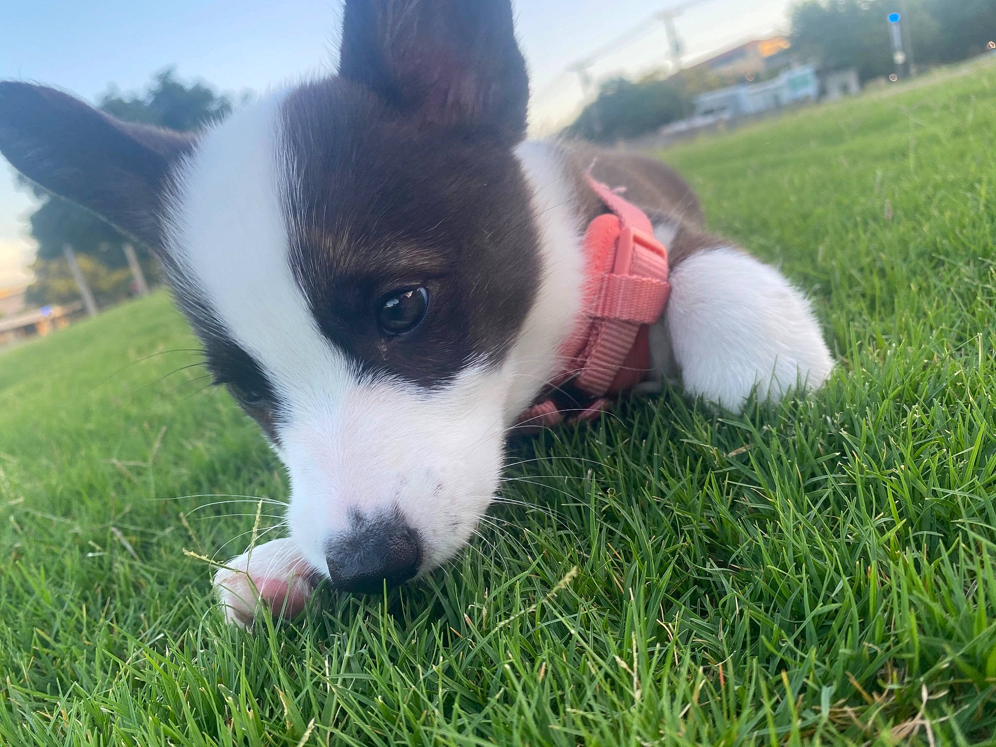 Nellie joined the competition — help win amazing prizes! canidae, carnivore, companion_dog, dog, dog_breed, grass, karelian_bear_dog, mammal, miniature_fox_terrier, nose, rat_terrier, snout, tail, vertebrate