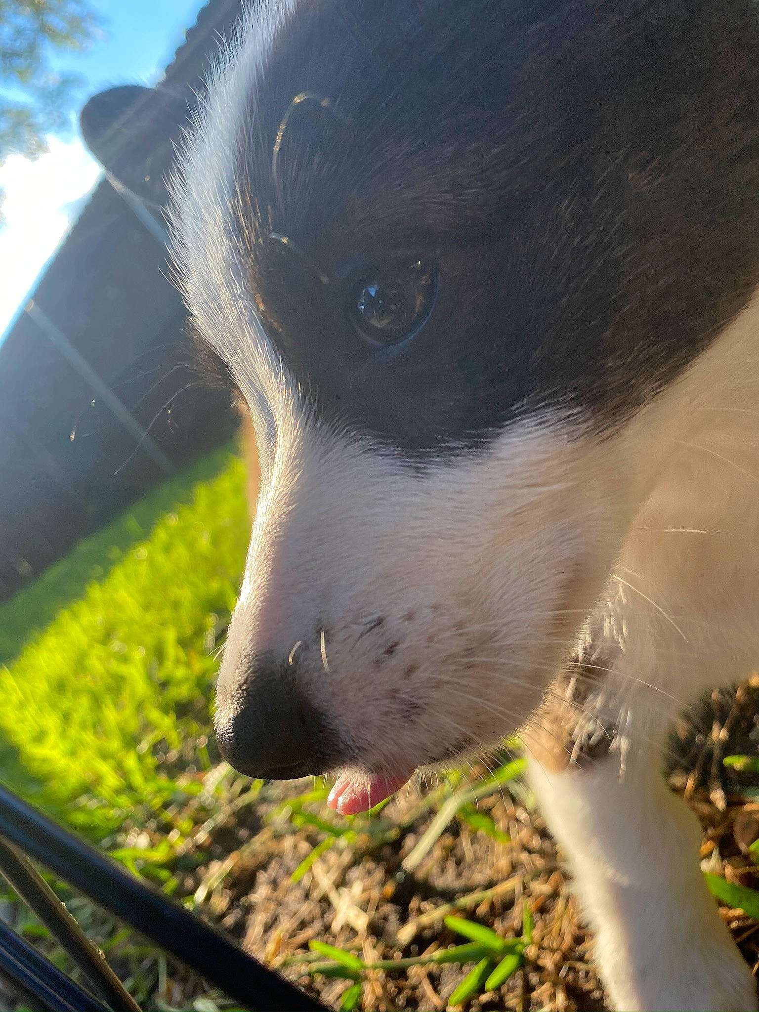 Nellie joined the competition — help win amazing prizes! border_collie, canidae, carnivore, dog, dog_breed, eye, grass, nose, plant, puppy, smooth_fox_terrier, snout, whiskers