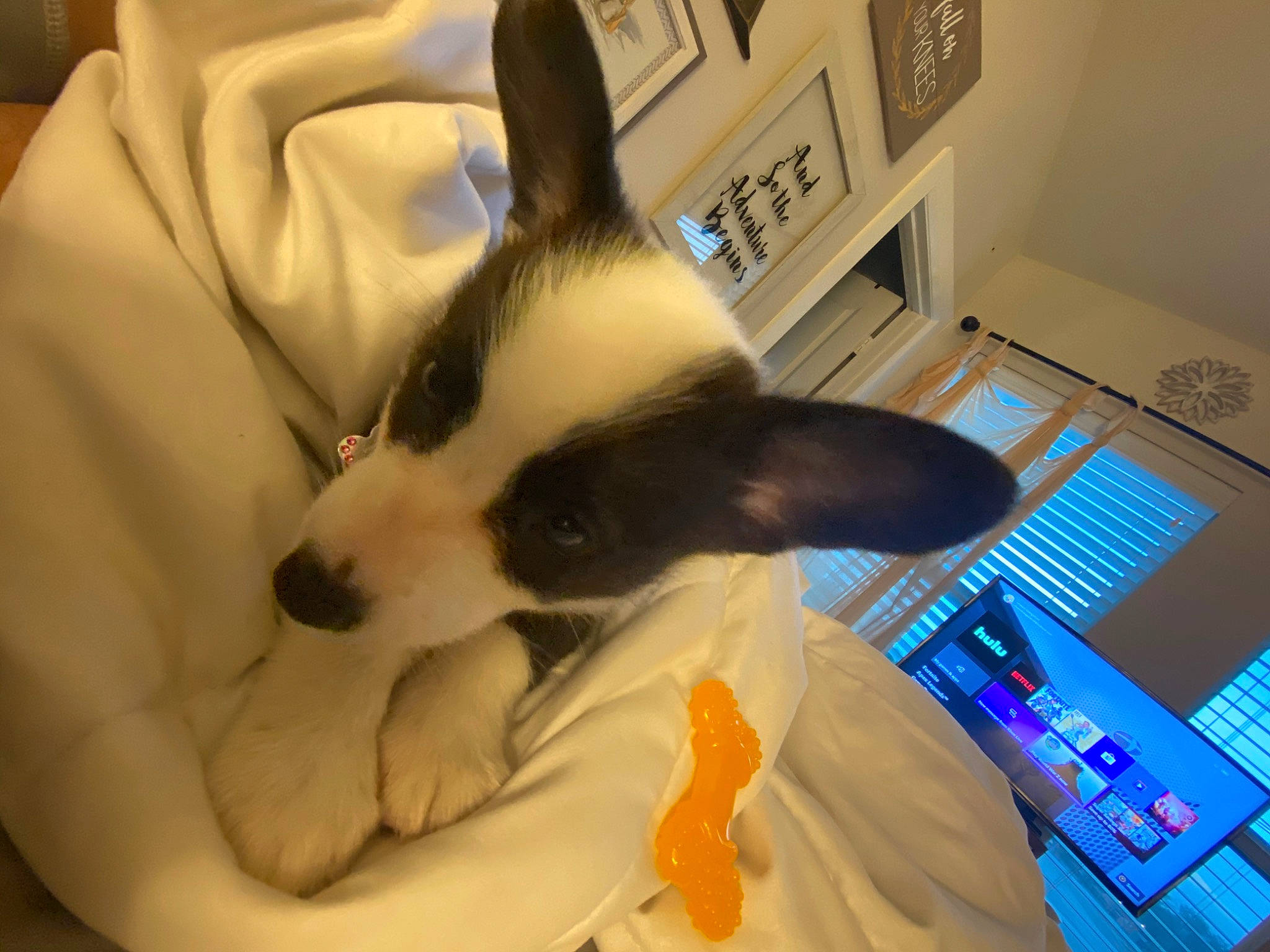 Nellie is registered to the contest to win money with this photo: canidae, cardigan_welsh_corgi, carnivore, dog, domestic_rabbit, ear, fur, iris, jaw, nap, nose, organ, rabbit, rabbits_and_hares, snout, whiskers