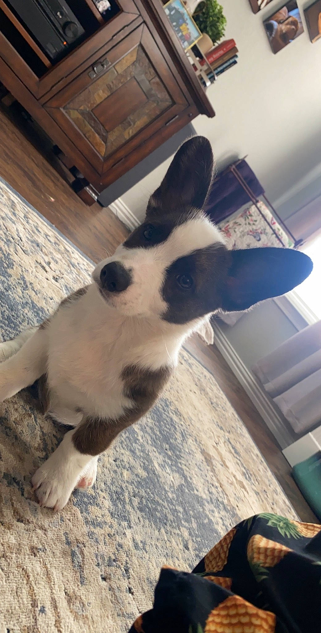 Nellie joined the competition — help win amazing prizes! boston_terrier, canidae, carnivore, dog, dog_breed, fawn, mammal, non_sporting_group, nose, snout