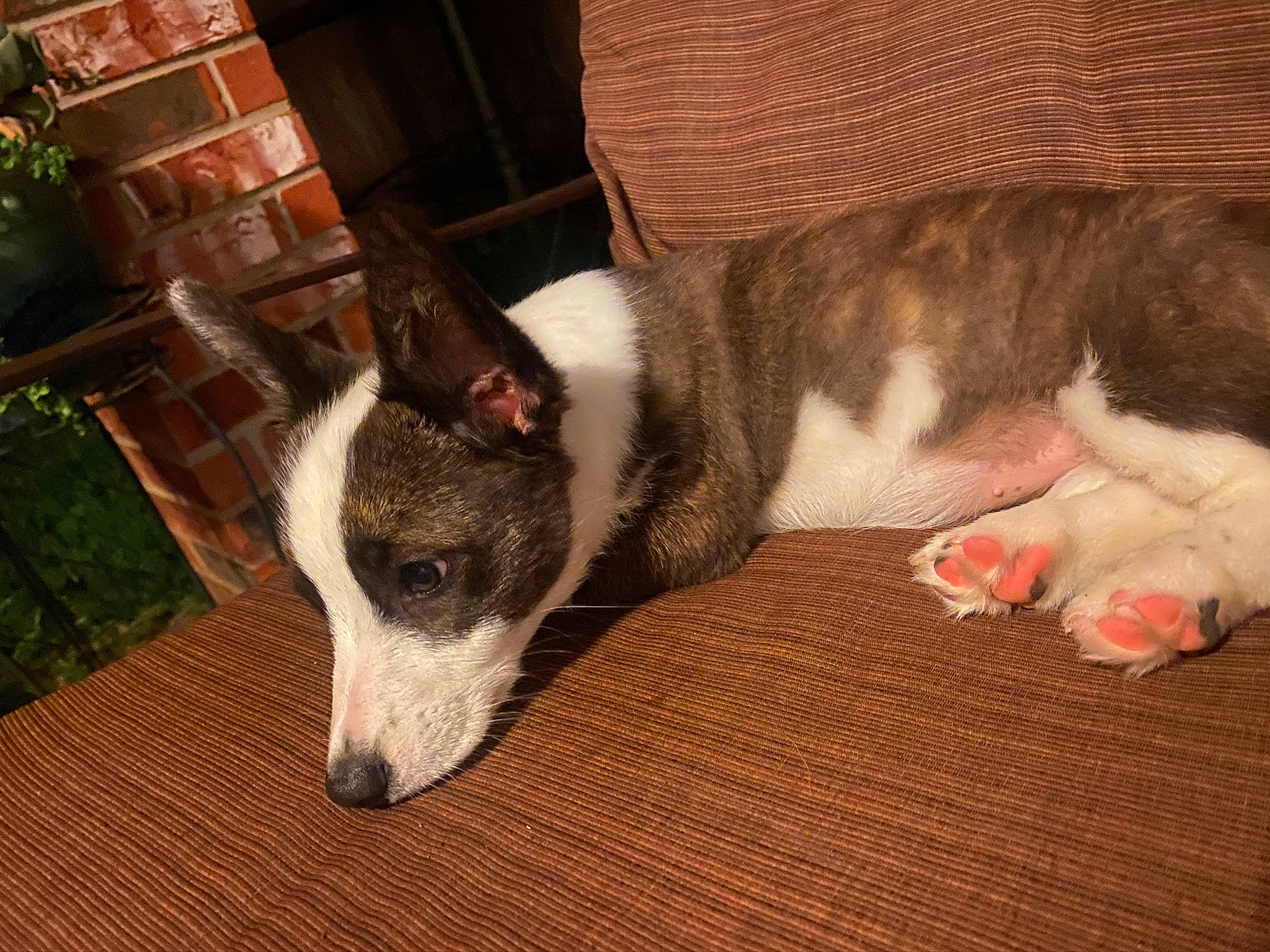 Nellie joined the competition — help win amazing prizes! canidae, carnivore, dog, dog_breed, feist, mammal, snout, treeing_feist, vertebrate, whiskers