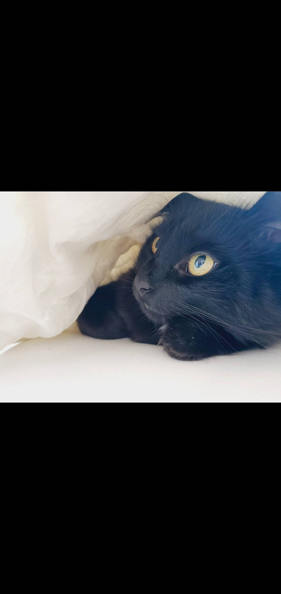 Cachou participe au concours pour gagner de l'argent avec cette photo : black_cat, bombay, carnivore, cat, comfort, domestic_short_haired_cat, electric_blue, felidae, font, fur, grey, paw, photo_caption, small_to_medium_sized_cats, snout, tail, terrestrial_animal, whiskers, window