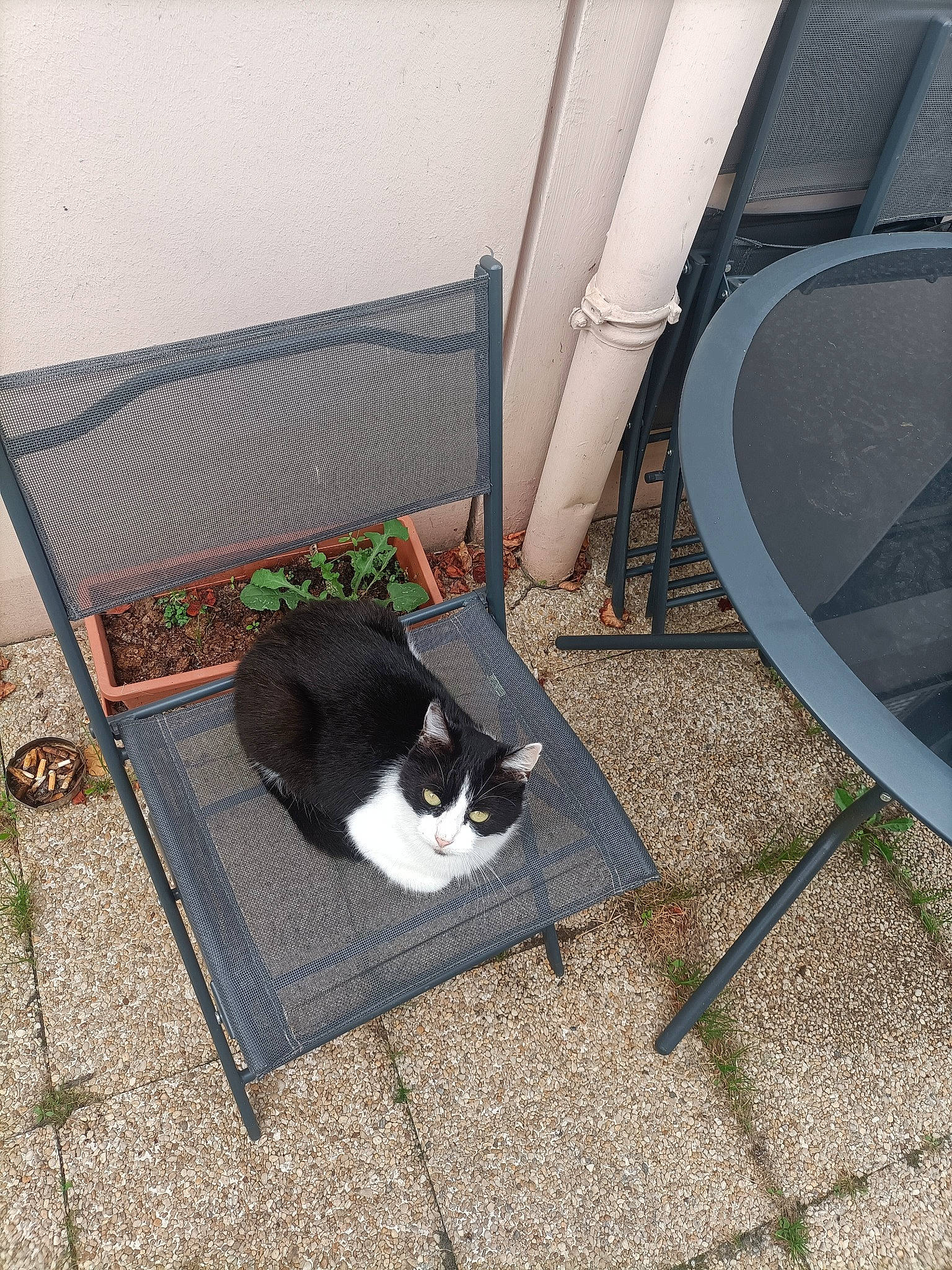 Mimine a rejoint le concours — aidez-le/la à gagner de superbes lots ! carnivore, cat, cat_supply, comfort, felidae, flooring, fur, grass, hardwood, outdoor_furniture, pet_supply, plant, small_to_medium_sized_cats, sporting_group, tail, whiskers