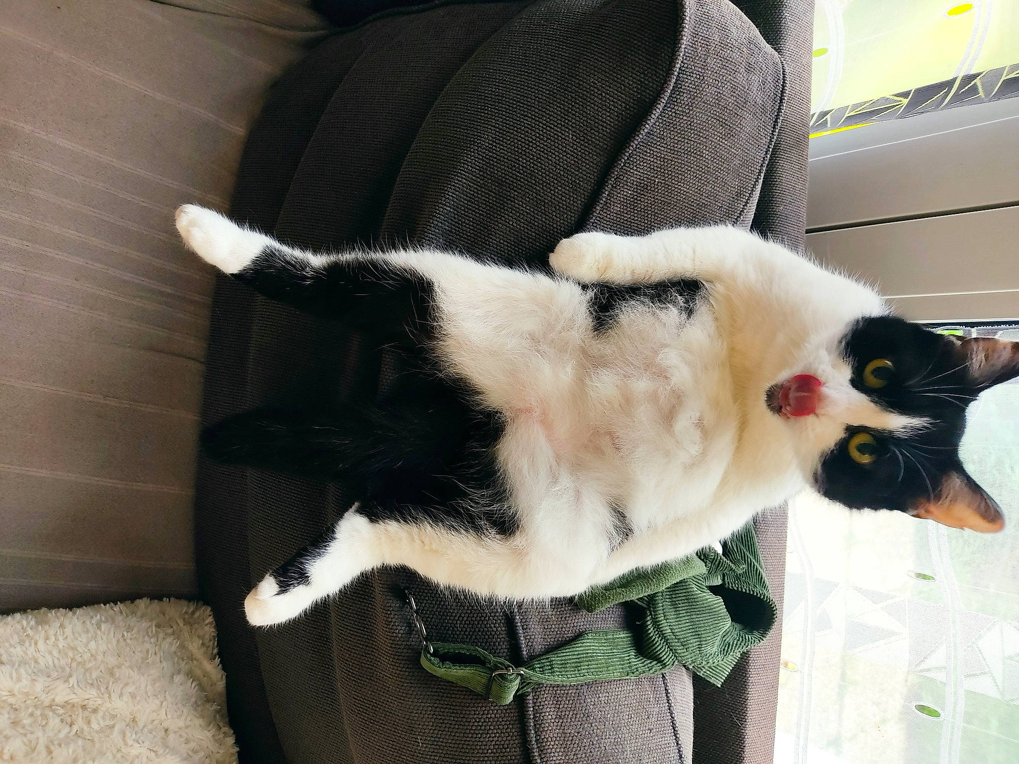 Mimine participe au concours pour gagner de l'argent avec cette photo : carnivore, cat, cat_supply, claw, collar, comfort, domestic_short_haired_cat, felidae, formal_wear, fur, paw, plant, small_to_medium_sized_cats, snout, tail, whiskers, window