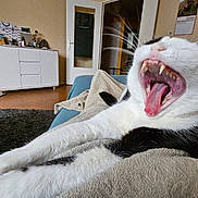 Sinjak participe au concours pour gagner de l'argent avec cette photo : cat, black_and_white, yawning, stretching, couch, blanket, indoor, pet, feline, animal, home, relaxing, fur, whiskers, teeth, tongue, living_room, door, furniture, carpet