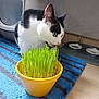 cat, black_and_white, blue_eyes, plant, yellow_pot, blue_rug, striped_rug, pet_food_bowl, indoor, curious, feline, whiskers, floor, domestic_animal, household, green_plant, sniffing, close_up, animal, home