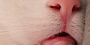 Sinjak participe au concours pour gagner de l'argent avec cette photo : cat, close_up, nose, pink, fur, mouth, whiskers, sleeping, pet, animal, cute, soft, feline, face, snout, paw_not_visible, relaxed, domestic, whisker_pad, cozy