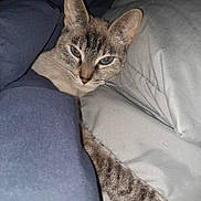 Smokie is registered to the contest to win money with this photo: cat, feline, pet, indoor, blanket, cozy, sleepy, resting, comfort, fur, whiskers, paw, bed, domestic_animal, cute, animal, relaxing, closeup, tabby, blue_eyes