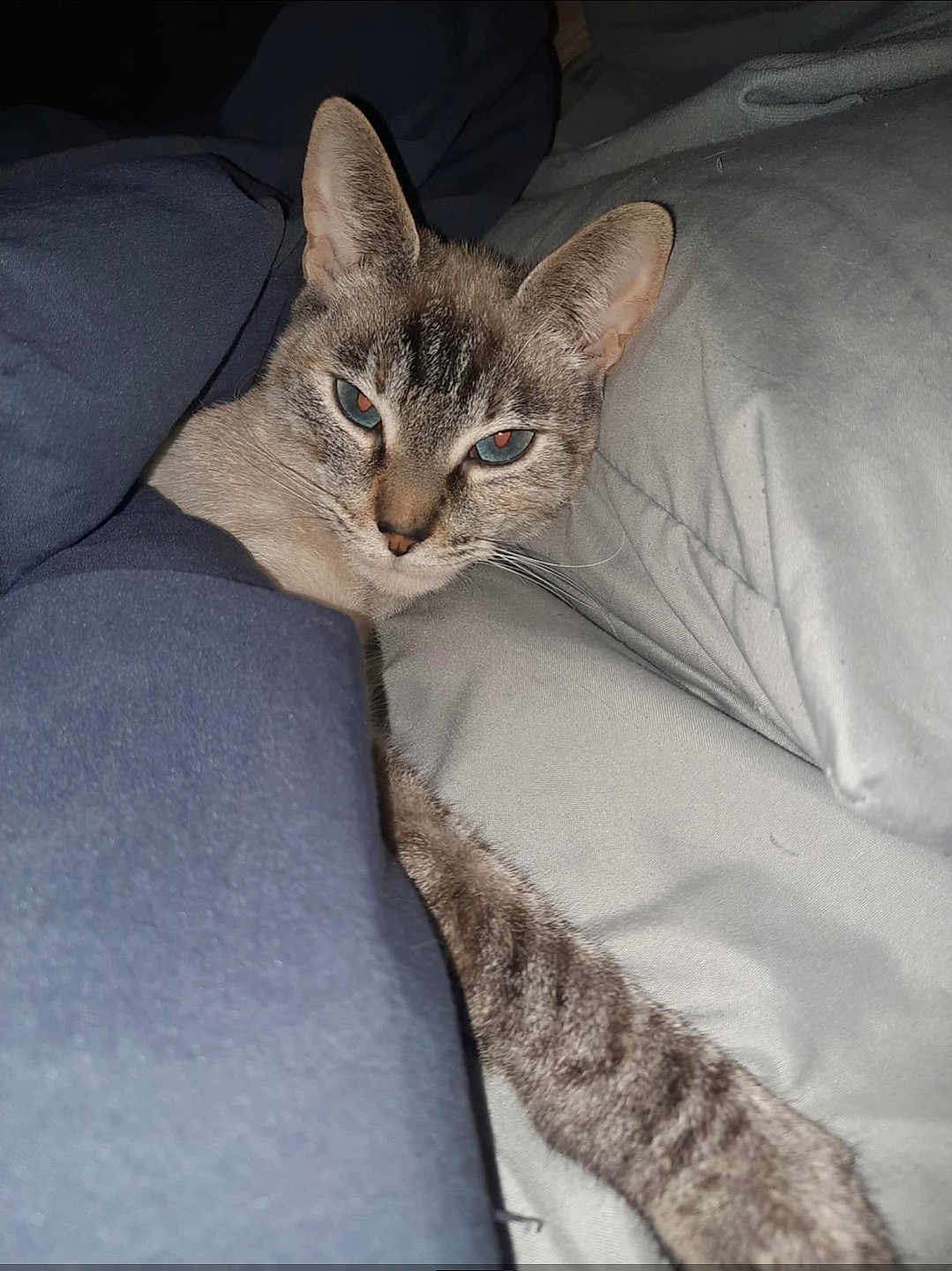 Smokie is registered to the contest to win money with this photo: cat, feline, pet, indoor, blanket, cozy, sleepy, resting, comfort, fur, whiskers, paw, bed, domestic_animal, cute, animal, relaxing, closeup, tabby, blue_eyes