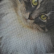 Milo joined the competition — help win amazing prizes! alert, animal, cat, close_up, curious, domestic_cat, face, fur, indoor, looking, mesh, muzzle, pattern, pet, portrait, screen, texture, whiskers, window, yellow_eyes