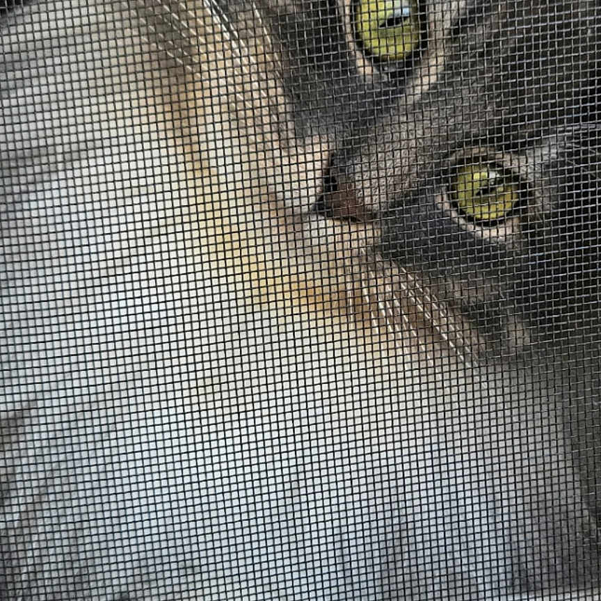 Milo joined the competition — help win amazing prizes! alert, animal, cat, close_up, curious, domestic_cat, face, fur, indoor, looking, mesh, muzzle, pattern, pet, portrait, screen, texture, whiskers, window, yellow_eyes