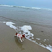 Talia participe au concours pour gagner de l'argent avec cette photo : dog, beach, sea, ocean, waves, sand, water, harness, small_dog, running, playful, outdoor, pet, animal, coast, shore, cloudy_sky, foamy_waves, wet_sand, daytime