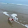 dog, beach, sea, ocean, waves, sand, water, harness, small_dog, running, playful, outdoor, pet, animal, coast, shore, cloudy_sky, foamy_waves, wet_sand, daytime