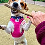 dog, stick, pink_harness, playful, outdoor, grass, fence, person_hand, nails, joyful, pet, animal, small_dog, active, chewing, park, nature, canine, playtime, happy
