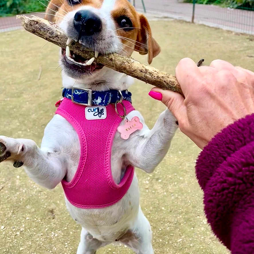 Talia participe au concours pour gagner de l'argent avec cette photo : dog, stick, pink_harness, playful, outdoor, grass, fence, person_hand, nails, joyful, pet, animal, small_dog, active, chewing, park, nature, canine, playtime, happy