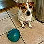Talia a rejoint le concours — aidez-le/la à gagner de superbes lots ! dog, small_dog, toy, blue_toy, floor, tile_floor, indoor, pet, brown_and_white, looking_up, ears, door, doorway, trash_can, home, animal, cute, sitting, domestic, companion
