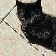 Peanuts a rejoint le concours — aidez-le/la à gagner de superbes lots ! kitten, black_cat, paw, floor, tile, sunlight, shadow, fur, pet, animal, cute, small, whiskers, claws, playful, young, indoor, relaxed, closeup, adorable