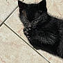 kitten, black_cat, paw, floor, tile, sunlight, shadow, fur, pet, animal, cute, small, whiskers, claws, playful, young, indoor, relaxed, closeup, adorable