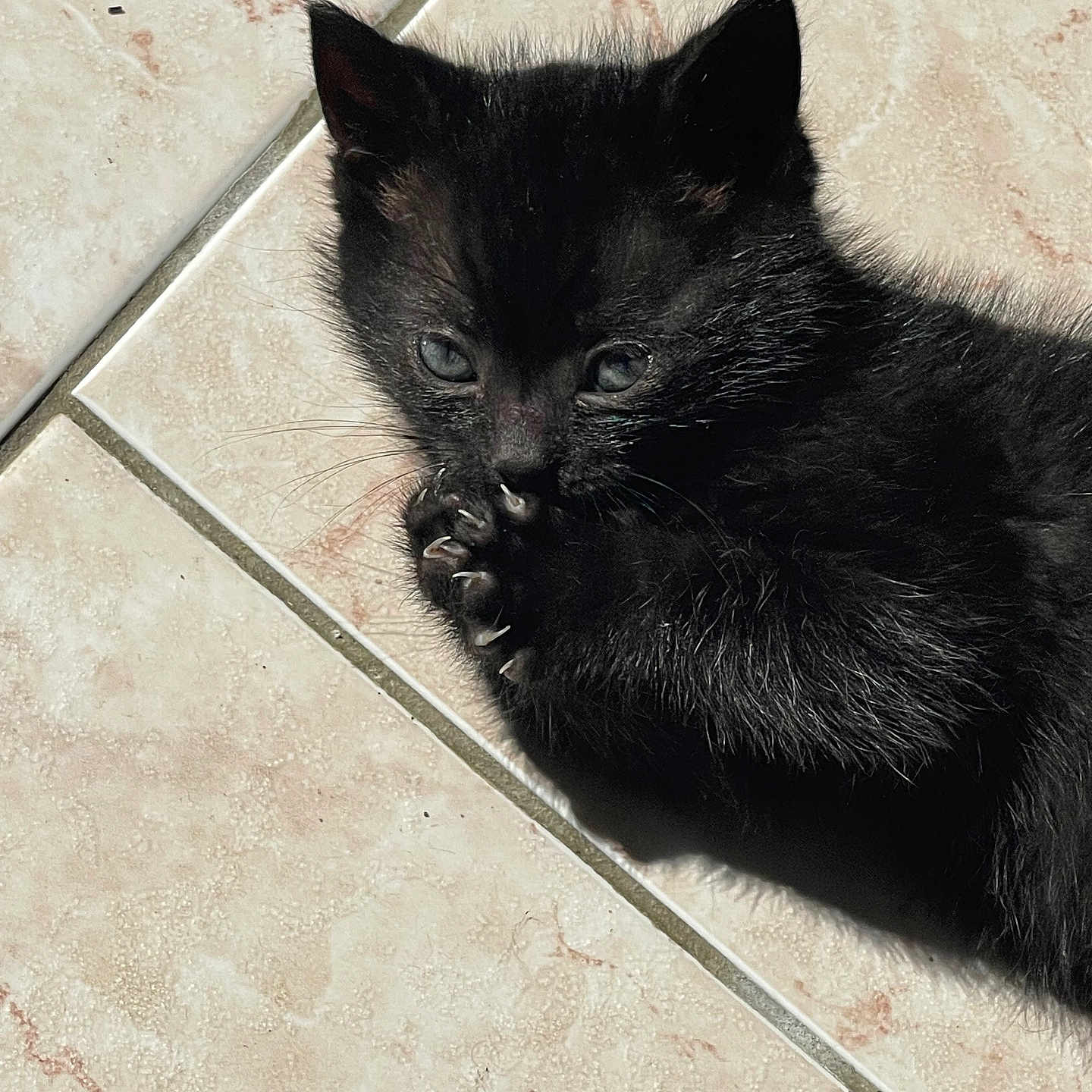 Peanuts a rejoint le concours — aidez-le/la à gagner de superbes lots ! adorable, animal, black_cat, claws, closeup, cute, floor, fur, indoor, kitten, paw, pet, playful, relaxed, shadow, small, sunlight, tile, whiskers, young