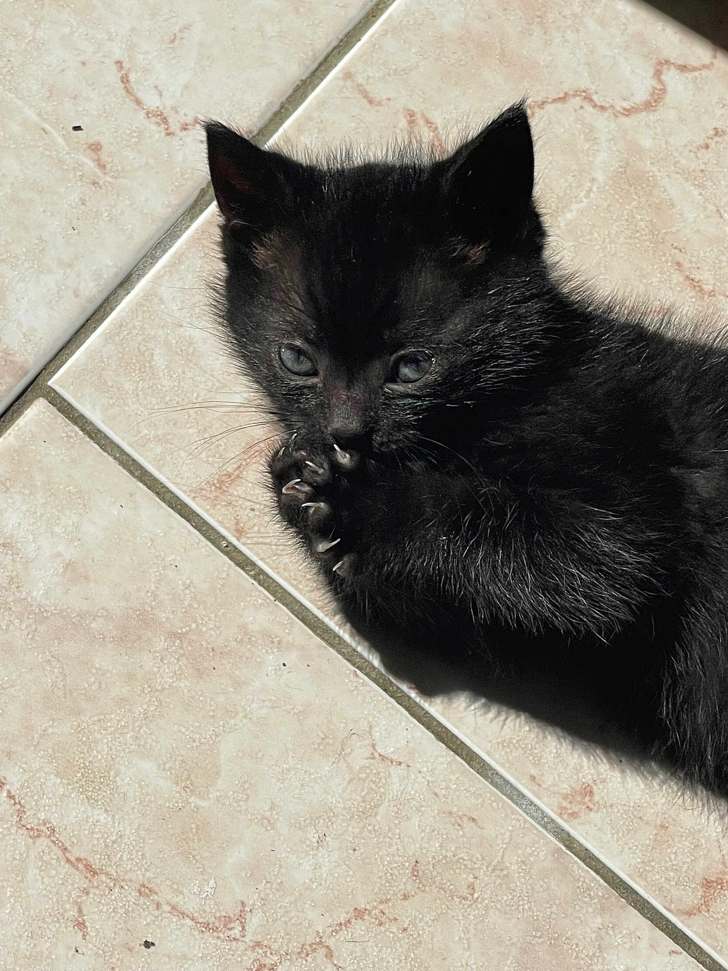 Peanuts a rejoint le concours — aidez-le/la à gagner de superbes lots ! kitten, black_cat, paw, floor, tile, sunlight, shadow, fur, pet, animal, cute, small, whiskers, claws, playful, young, indoor, relaxed, closeup, adorable