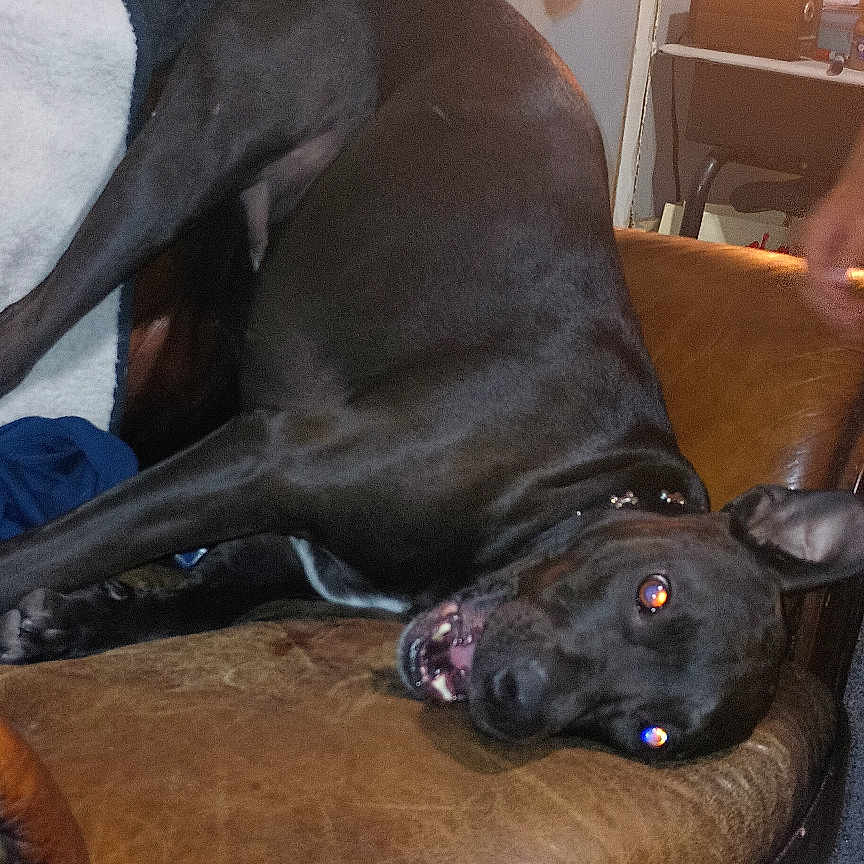 Baddo joined the competition — help win amazing prizes! black_dog, blanket, carpet, clutter, coats, dog, door, fur, furniture, human_hand, indoor, leather_chair, pet, playful, relaxed, rolling, smiling, sock, teeth, warm_light