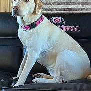 Nellie is registered to the contest to win money with this photo: dog, labrador, yellow_labrador, pet, collar, pink_collar, sitting, black_couch, indoor, window, blind, fur, animal, canine, looking_away, side_view, domestic_animal, leisure, comfort, portrait