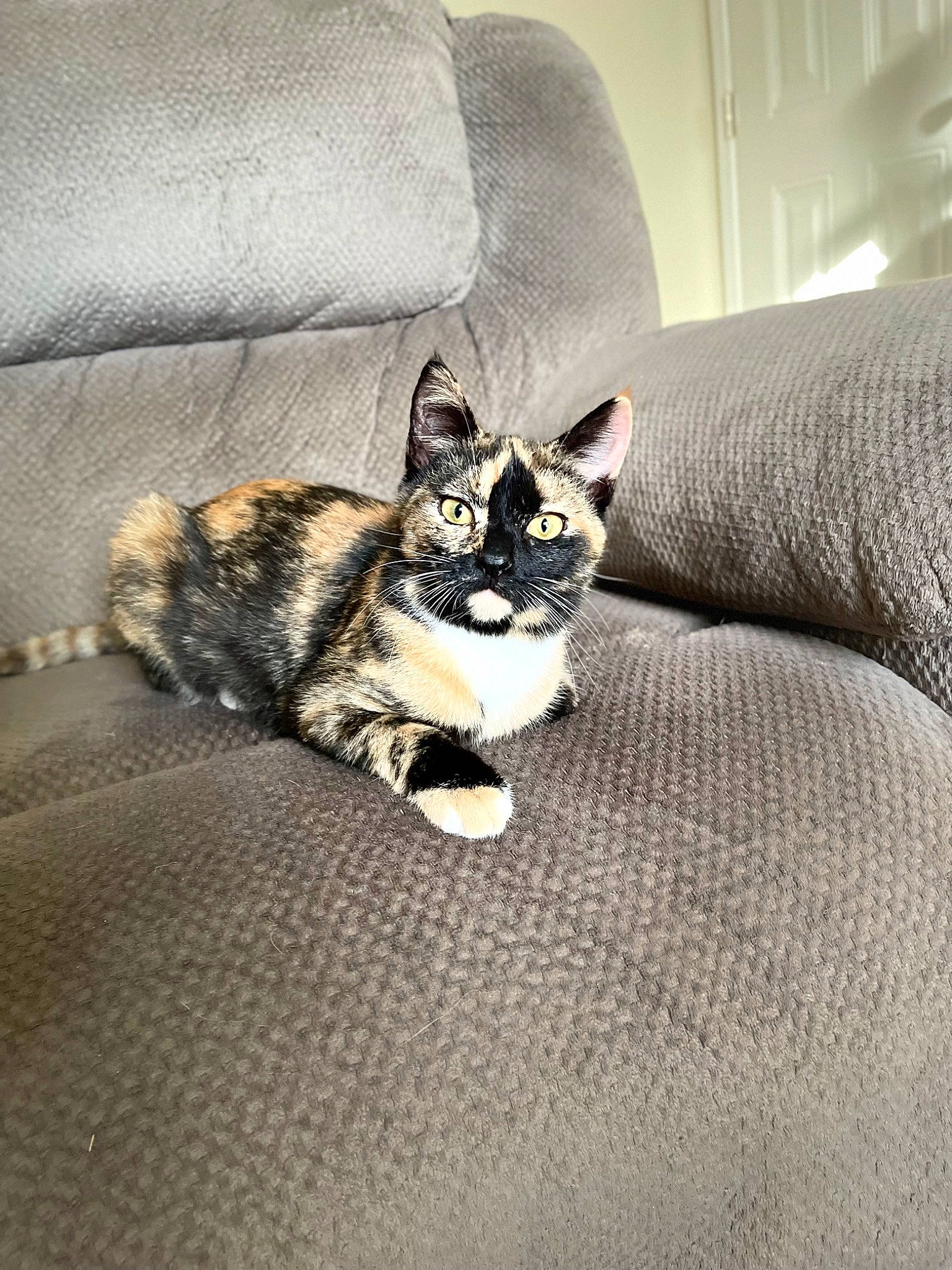 Paris is registered to the contest to win money with this photo: canidae, carnivore, cat, comfort, couch, domestic_short_haired_cat, felidae, flooring, fur, grey, hardwood, paw, room, sitting, small_to_medium_sized_cats, snout, tail, terrestrial_animal, whiskers, wood