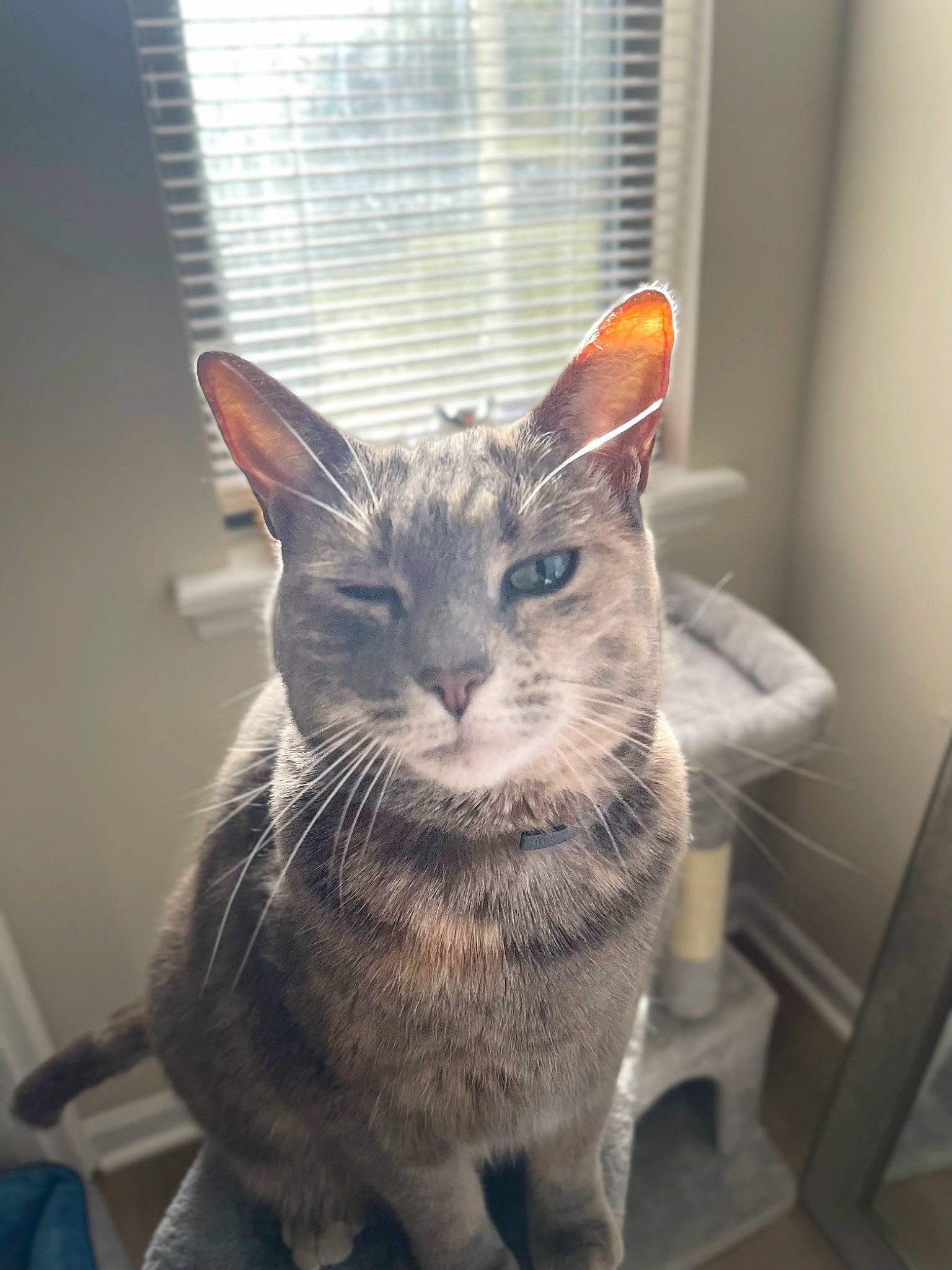 Lucy is registered to the contest to win money with this photo: carnivore, cat, cat_supply, domestic_short_haired_cat, door, felidae, fur, grey, paw, small_to_medium_sized_cats, snout, tail, whiskers, window