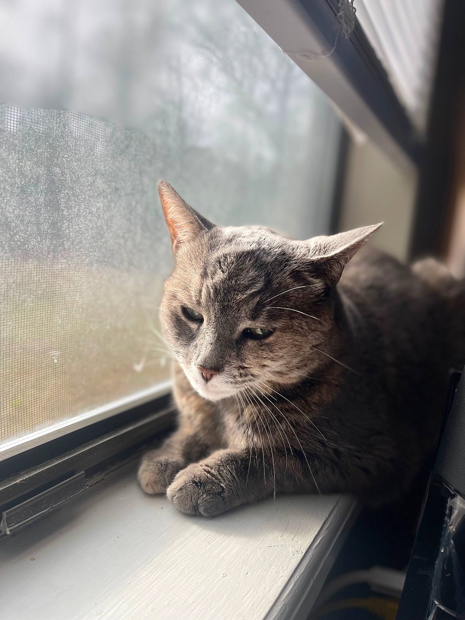 Lucy is registered to the contest to win money with this photo: carnivore, cat, claw, comfort, domestic_short_haired_cat, felidae, fur, grey, monochrome_photography, paw, sitting, small_to_medium_sized_cats, snout, tree, whiskers, wildlife, window, wood