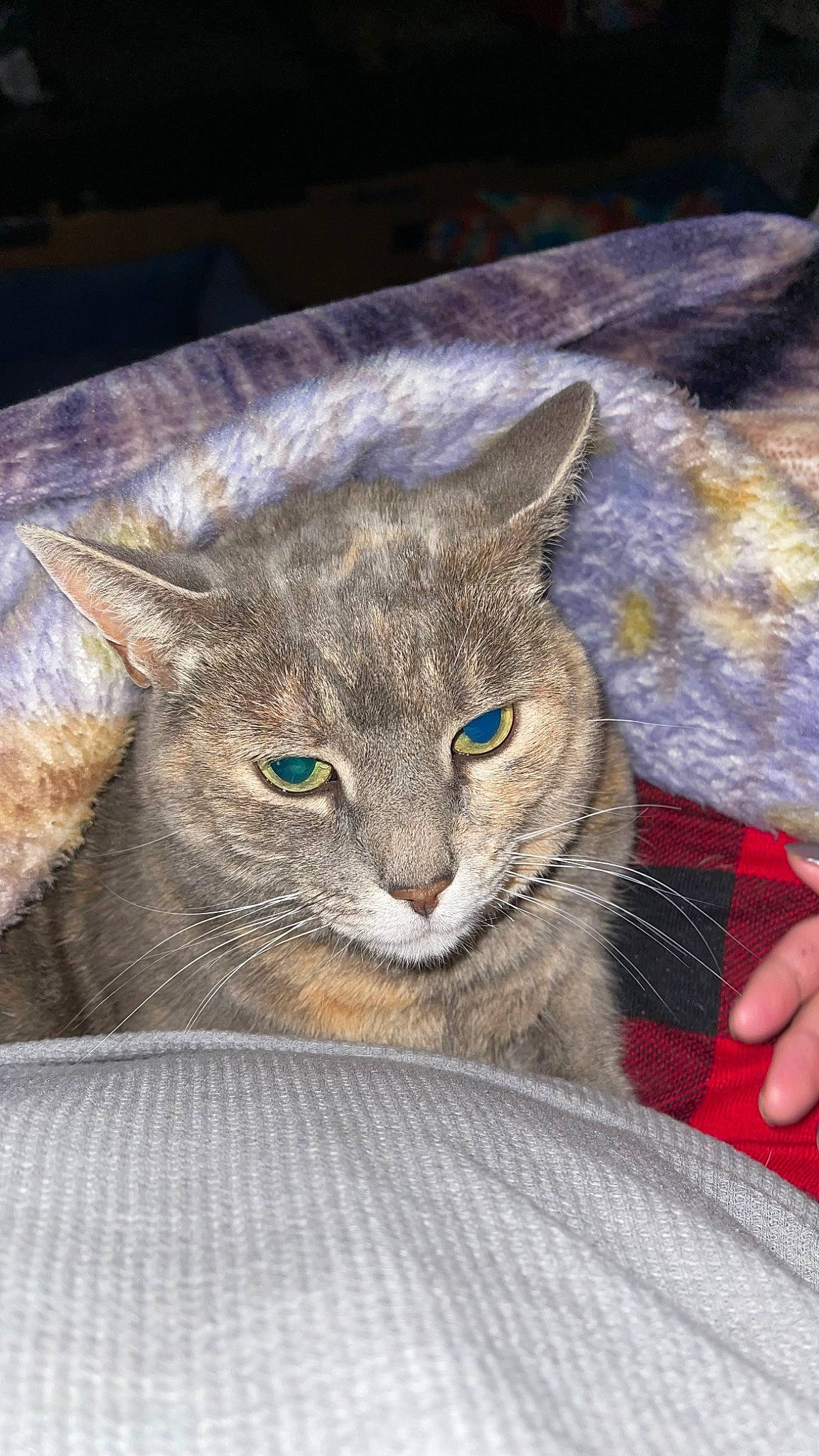 Lucy is registered to the contest to win money with this photo: carnivore, cat, claw, comfort, domestic_short_haired_cat, felidae, fur, photo_caption, small_to_medium_sized_cats, snout, terrestrial_animal, whiskers, wildlife, window