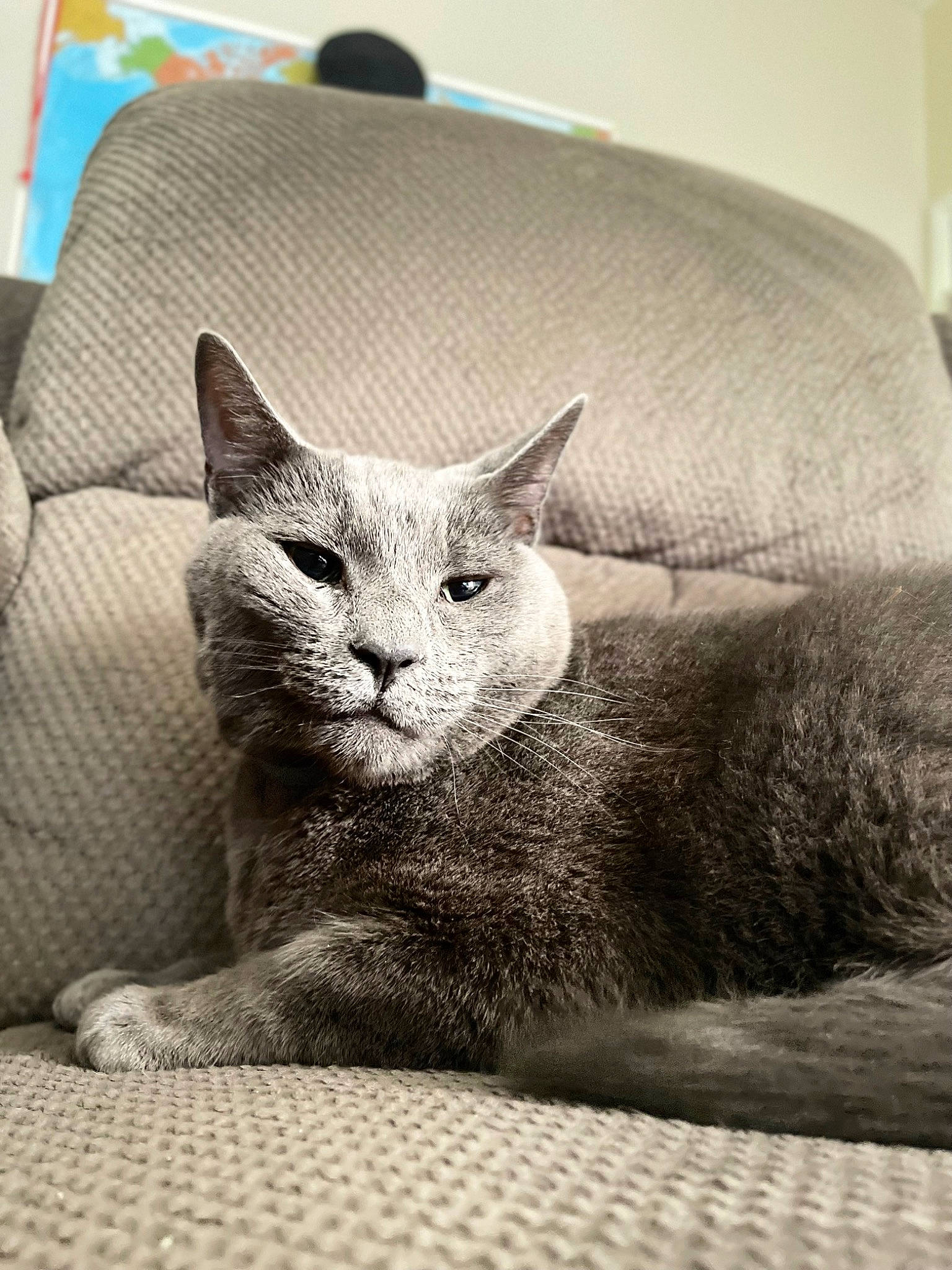 Ricky joined the competition — help win amazing prizes! art, carnivore, cat, cat_supply, comfort, domestic_short_haired_cat, eye, fawn, felidae, fur, grey, head, paw, russian_blue, small_to_medium_sized_cats, snout, tail, terrestrial_animal, whiskers, wildlife