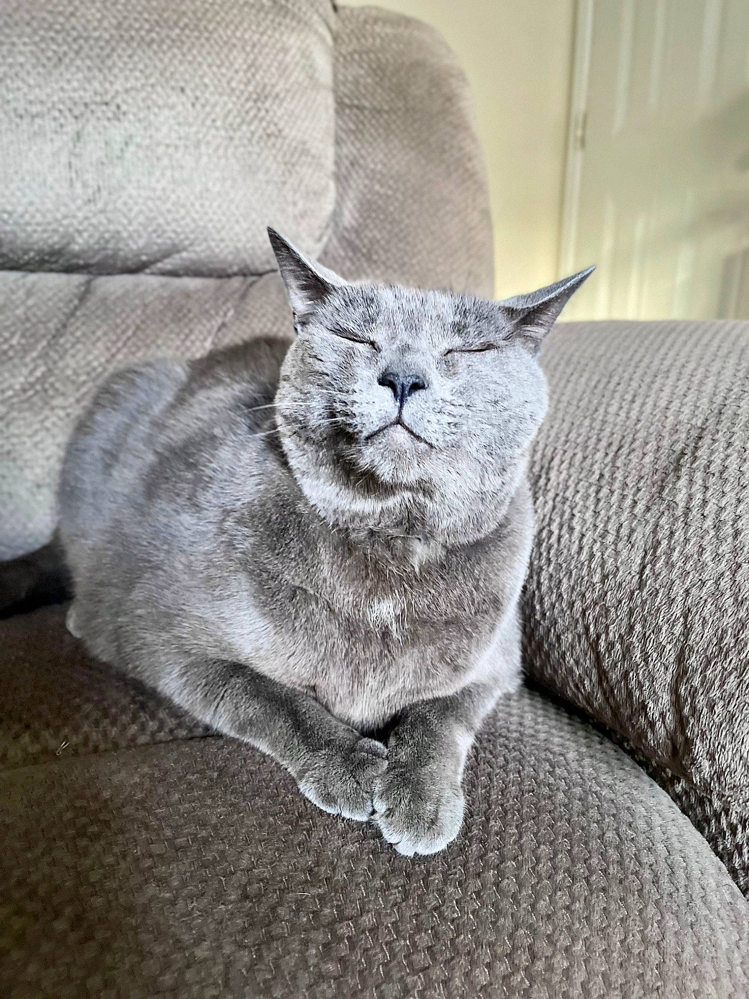 Ricky is registered to the contest to win money with this photo: carnivore, cat, cat_supply, comfort, couch, domestic_short_haired_cat, felidae, fur, grey, linens, nap, paw, russian_blue, sitting, small_to_medium_sized_cats, snout, tail, terrestrial_animal, whiskers, window