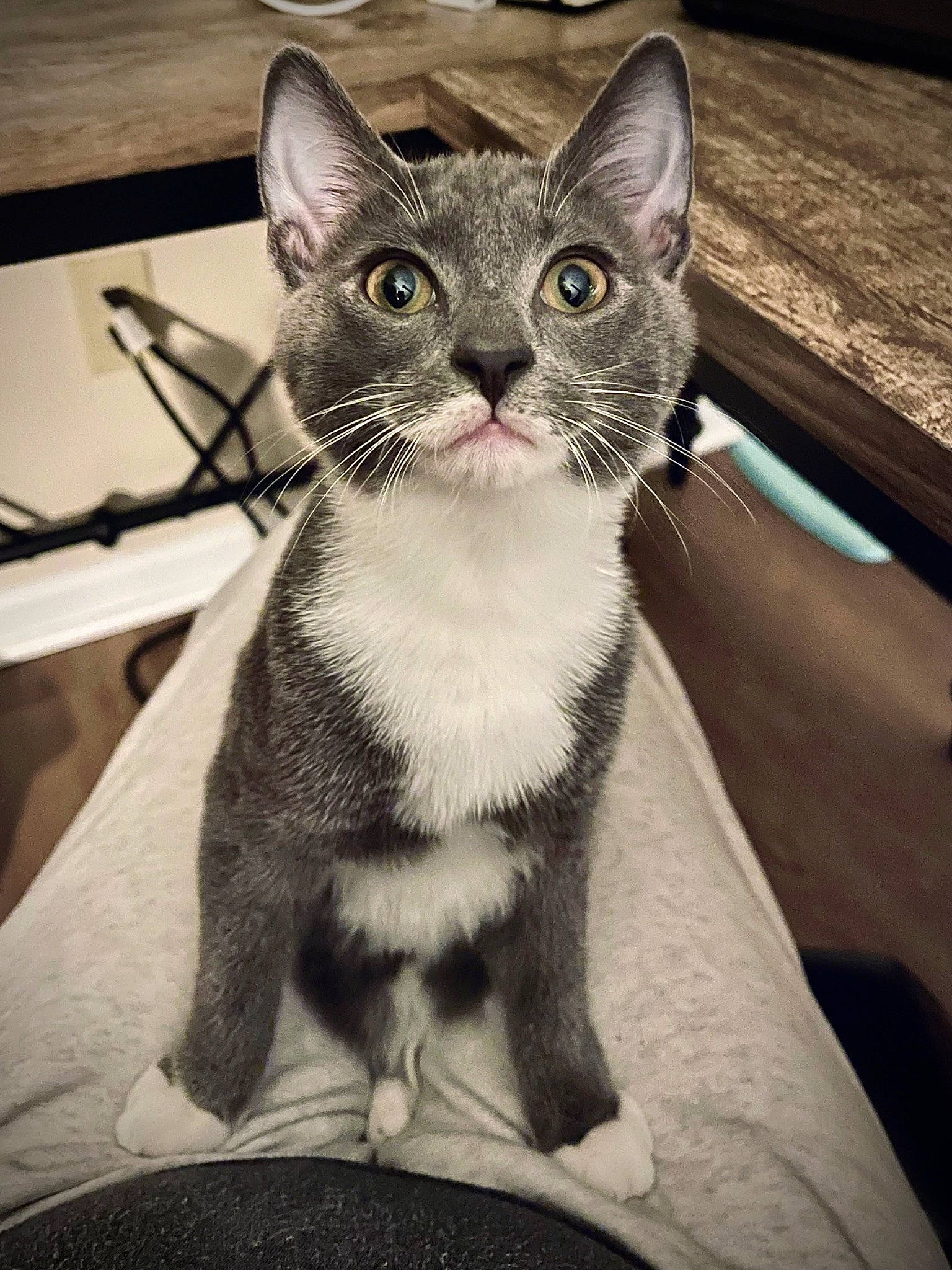 Stormy is registered to the contest to win money with this photo: carnivore, cat, comfort, domestic_short_haired_cat, felidae, fur, metal, monochrome, monochrome_photography, paw, sitting, small_to_medium_sized_cats, snout, tail, whiskers